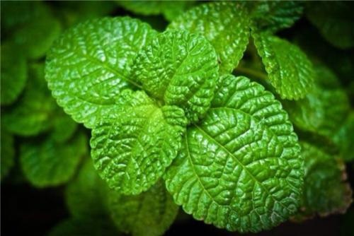 沭阳县薄荷种子四季种易活室内盆栽花卉室外花种子籽植物花籽开花可食用