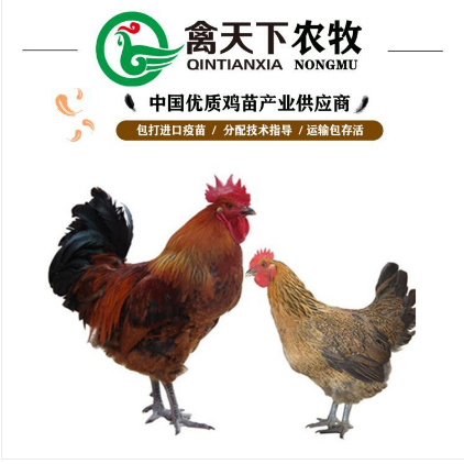 广州 快大青脚麻公鸡苗 禽天下老字号包疫苗包路损全国发货