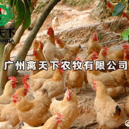 广州禽天下农牧 三黄鸡苗 三黄1.5土鸡苗公苗 包做疫苗包路损