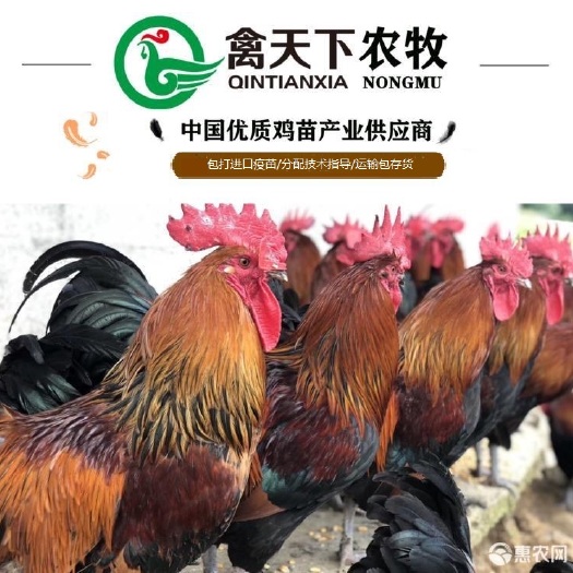 广州 黑瑶鸡苗青脚土鸡苗细脚土鸡苗禽天下老字号包疫苗包路损