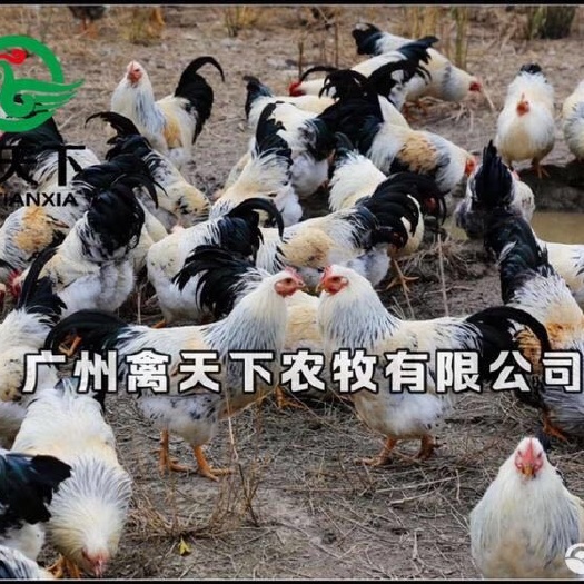 广州禽天下自产彩凤鸡公鸡苗白芦花鸡苗包疫苗包路损