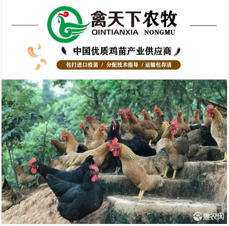 广州 灵山土鸡苗禽天下老字号桂香土鸡苗黄脚土鸡苗细脚土鸡苗
