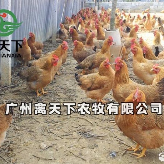 广州灵山土鸡苗桂香土鸡苗黄脚土鸡苗细脚土鸡苗广西土鸡苗*体禽苗