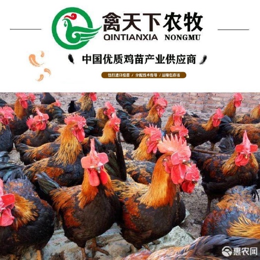 广州 天露黑羽五号公鸡苗禽天下老字号包疫苗包路损