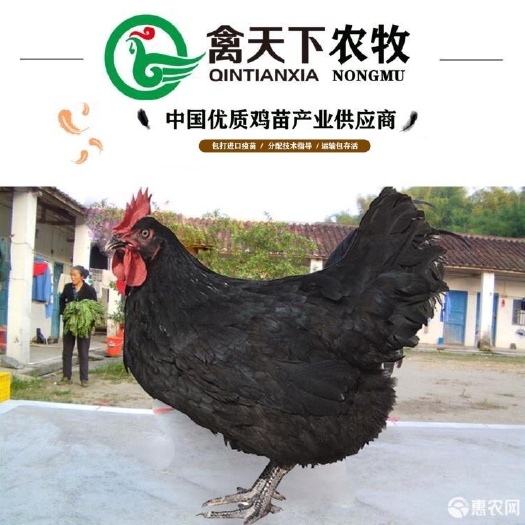 广州黑土2号鸡苗 黑羽土鸡四号母苗禽天下老字号包疫苗包路损全国发货