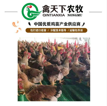 广州 K80偏黄麻黄公鸡苗 禽天下老字号包疫苗包路损全国发货