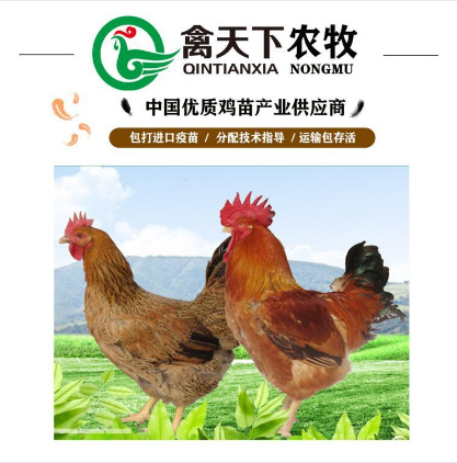 广州 良凤花公鸡苗 禽天下老字号包疫苗包路损全国发货