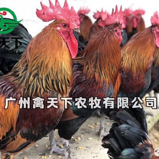 广州黑瑶鸡苗青脚土鸡苗统货 细脚土鸡苗 活体禽苗厂家直销