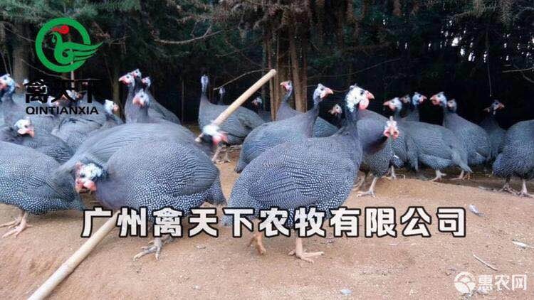 广州珍珠鸡苗混苗 包做疫苗包路损全国发货厂家直销