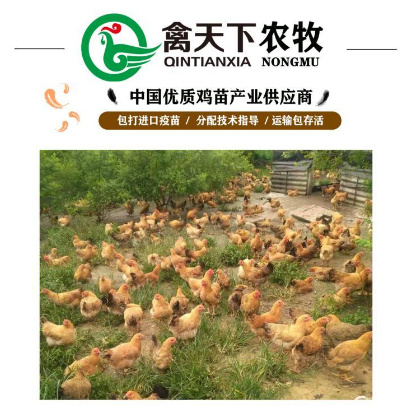 广州 K80偏黄麻黄母鸡苗包疫苗包路损全国发货20年老店值得信赖