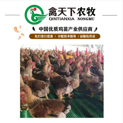 广州 K80偏黄麻黄公鸡苗包疫苗包路损全国发货20年老店