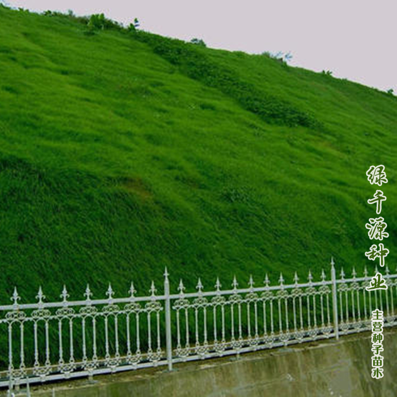 沭阳县护坡草种子  护坡草新种子包邮水库矿山改造高速路旁护坡专用