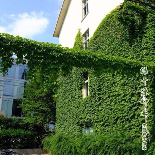 沭阳县爬山虎种子爬山虎小苗爬山虎优质种子优质小苗包邮