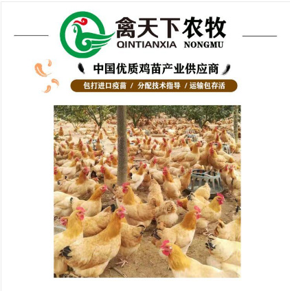 广州 清远麻鸡苗土麻鸡苗黄脚土鸡苗包疫苗包路损全国发货20年老店