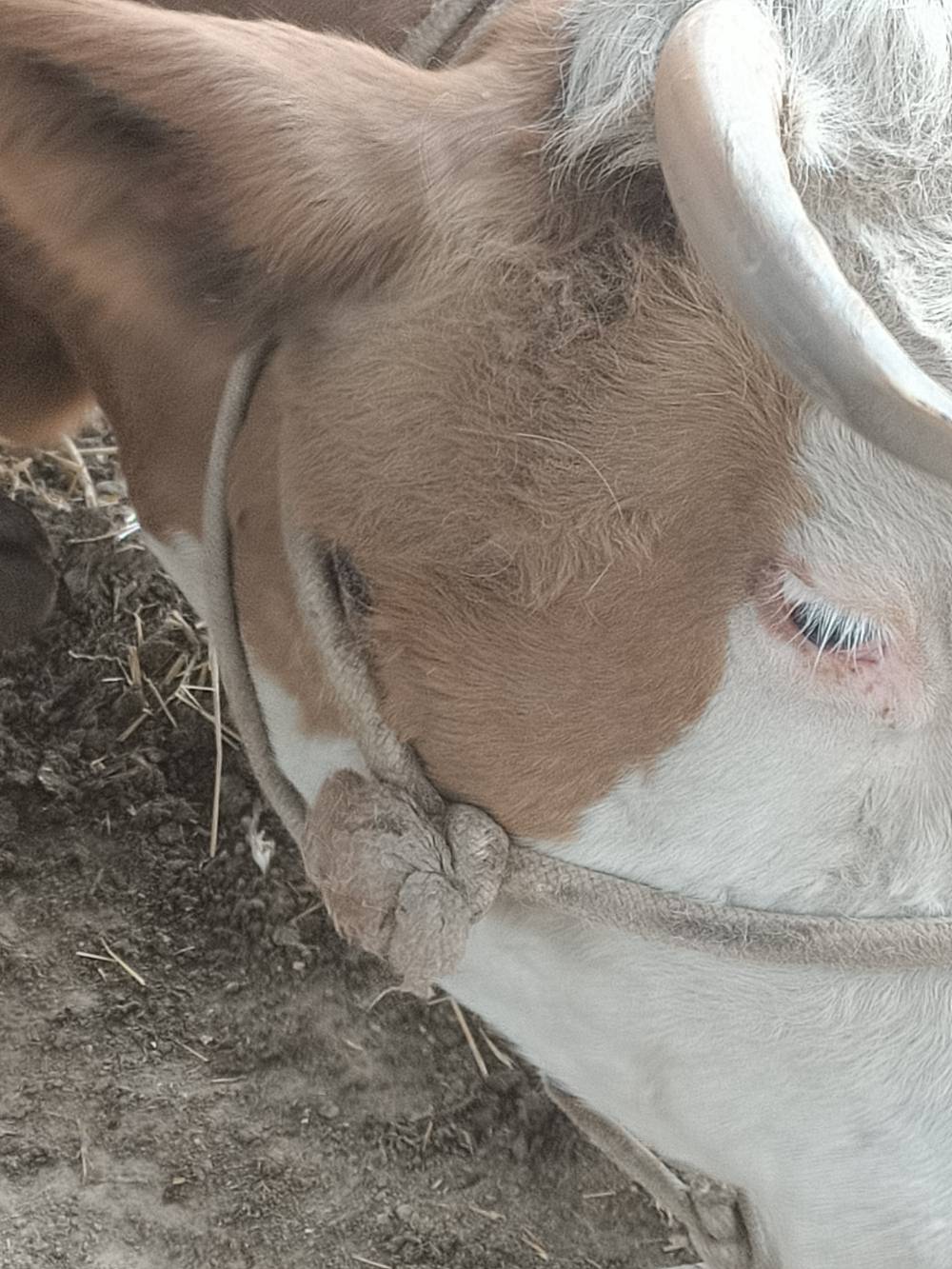 怀孕母牛瞳孔照片图片