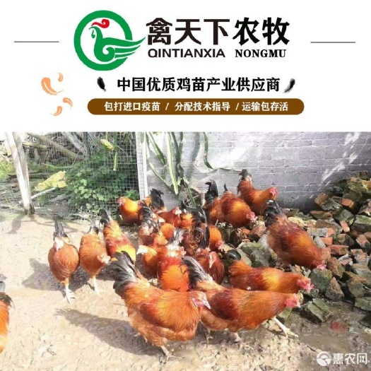 广州 文昌公鸡苗禽天下老字号包疫苗包路损全国发货