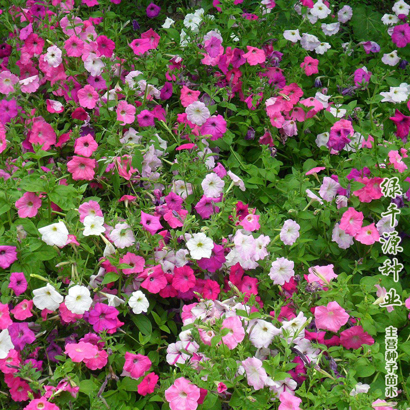 沭阳县牵牛花新种子包邮矮牵牛花种子花坛专用普通牵牛花种子爬藤牵牛