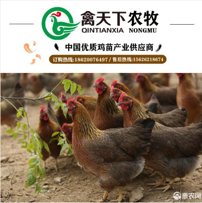广州 清远麻鸡苗土麻鸡苗黄脚土鸡苗20年老店放心购买