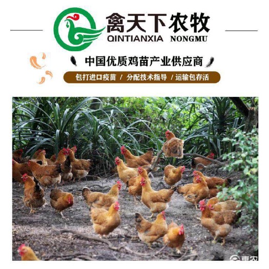 广州肉鸡苗   文昌鸡苗  禽天下文昌母鸡苗  包疫苗包路损
