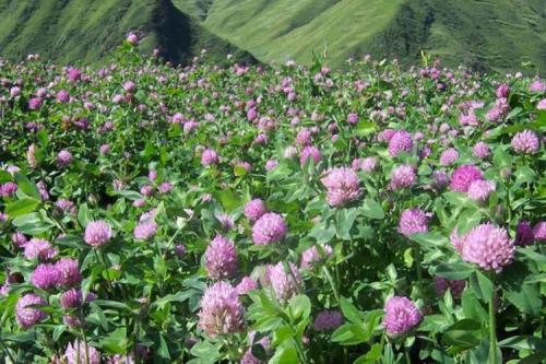 白三葉草種子 紅三葉草種籽 四季青多年生草坪果園綠肥牧草草籽