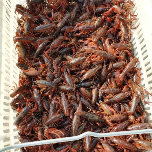 都昌县 鄱阳湖小龙虾 青虾 红虾 青红炮头 虾苗 包邮