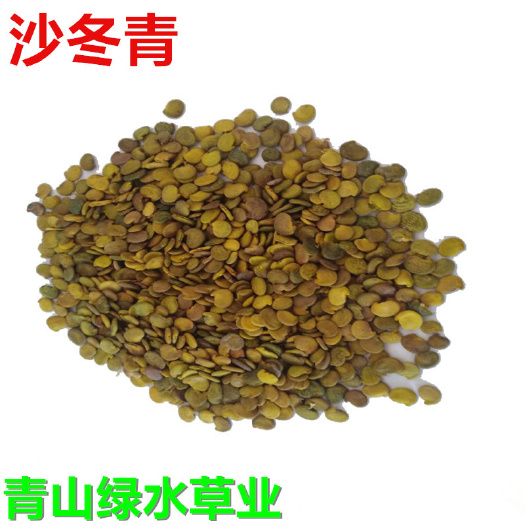 沙冬青种子优质林灌木种子冬青蒙古黄花木固沙保土沙生种籽批发供