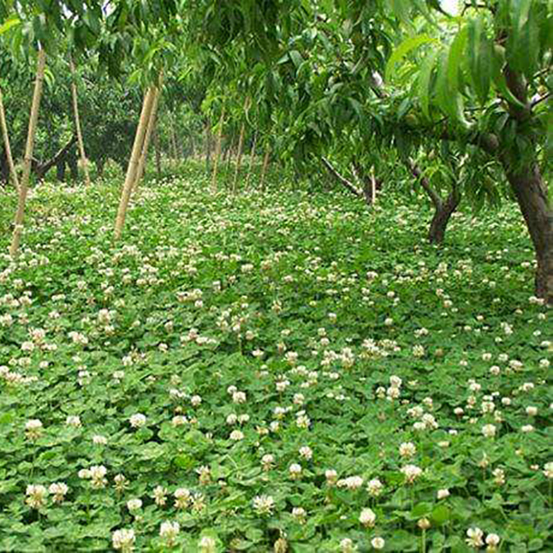 白三葉草種子 紅三葉草種籽 四季青多年生草坪果園綠肥牧草草籽