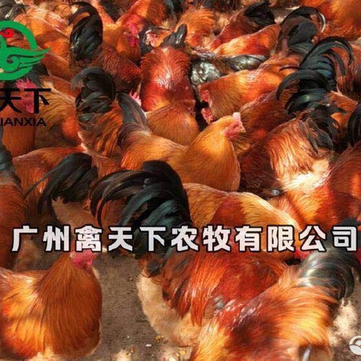 广州灵山土鸡苗 禽天下2号灵山土鸡苗公苗桂香土鸡 包疫苗包
