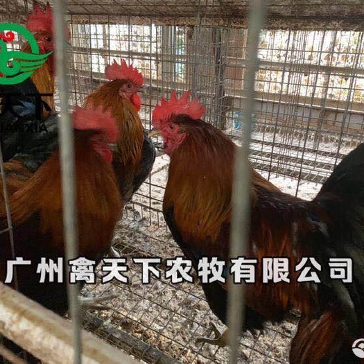 广州青脚土鸡苗V3改良土鸡苗青脚土鸡公苗