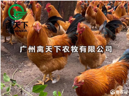 广州 广西三黄鸡公苗土鸡苗黄脚土鸡苗细脚土鸡苗体包邮20年老店