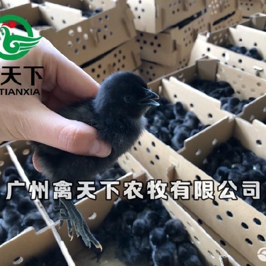 广州五黑绿壳蛋苗  五黑绿壳蛋公鸡苗 包做疫苗包路损全国发货