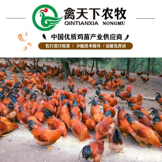 广州 禽天下灵山土鸡苗20年老店包疫苗包路损全国发货放心买卖