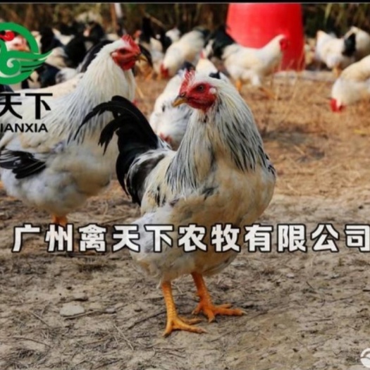 广州 彩凤鸡苗稻花鸡苗雪山土鸡苗20年老店包疫苗包路损全国配送