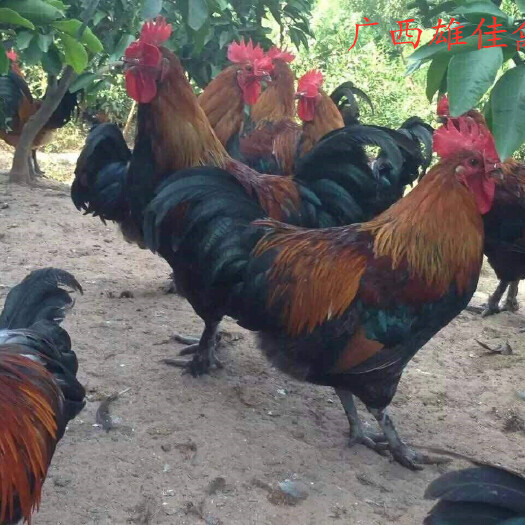 南宁黑瑶鸡苗 公司头等大种苗，质量保证，包邮包打疫苗，承担路损