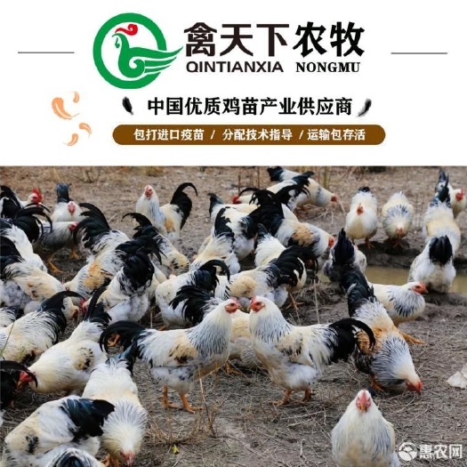 广州 自产彩凤鸡公鸡苗白芦花鸡苗20年老店包疫苗包路损全国配送