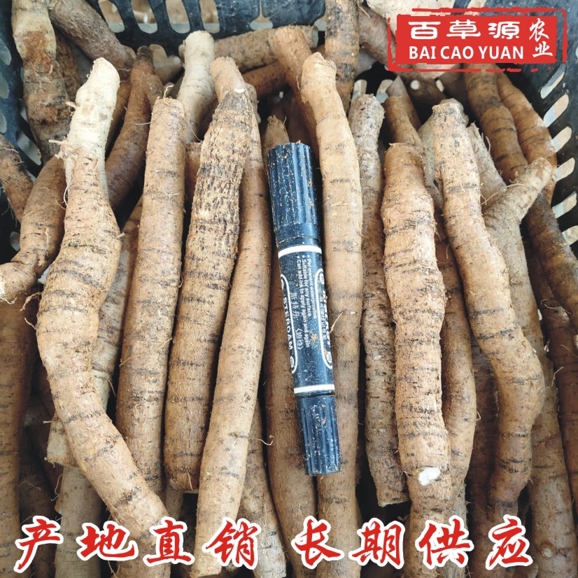 牛大力薯鲜货中小牛 种植新鲜粉质小牛薯 大叶品种 长期批发
