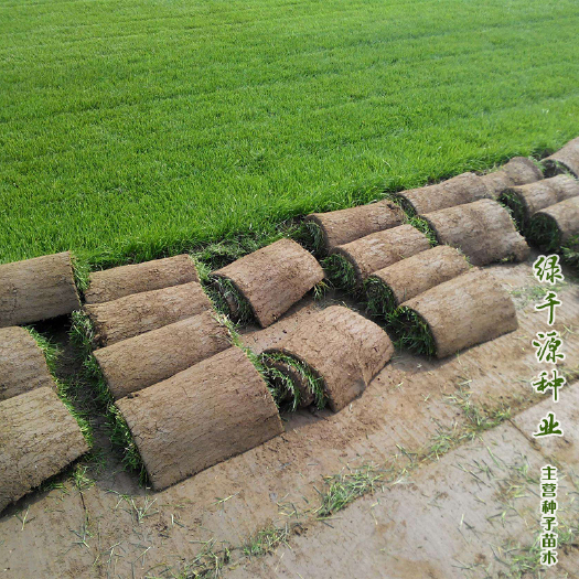 沭阳县早熟禾种子早熟禾种籽草坪种子四季青包邮耐修剪耐践踏提供技术