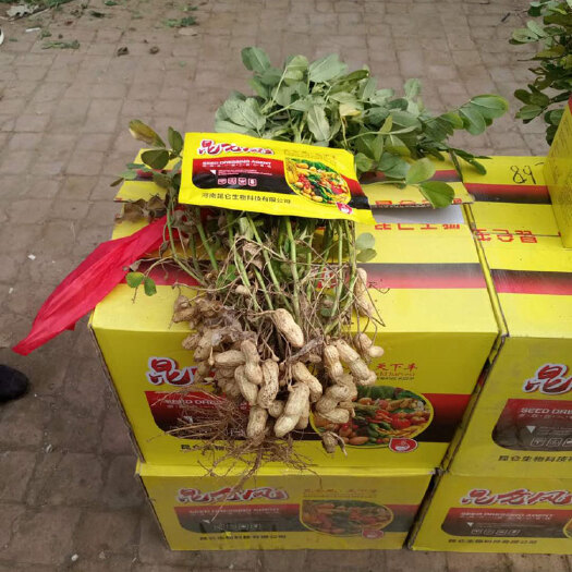郑州 叶面肥哪个牌子好，昆仑风增收专用叶面肥！