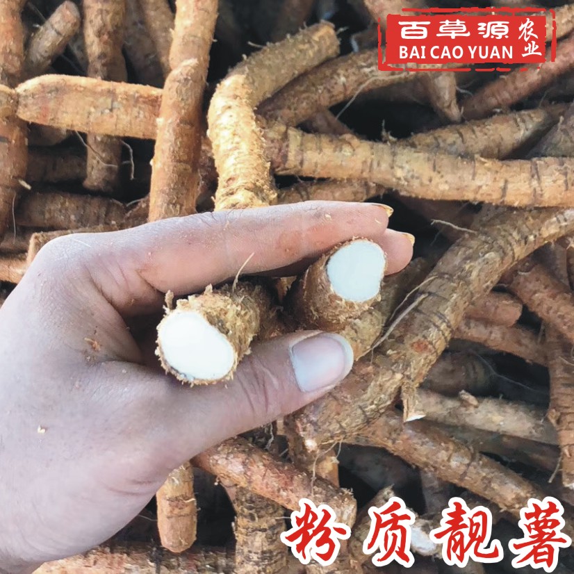 牛大力薯鲜货中小牛 种植新鲜粉质小牛薯 大叶品种 长期批发