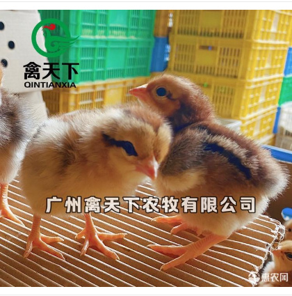 广州 禽天下k90号麻黄公鸡苗 包疫苗包路损全国发货