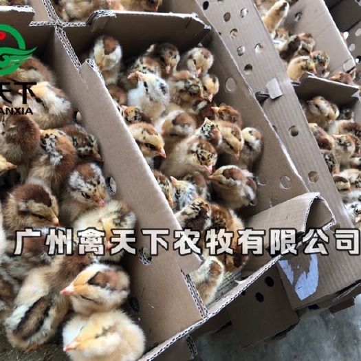 广州 禽天下良凤花公鸡苗 包疫苗 包路损 全国发货
