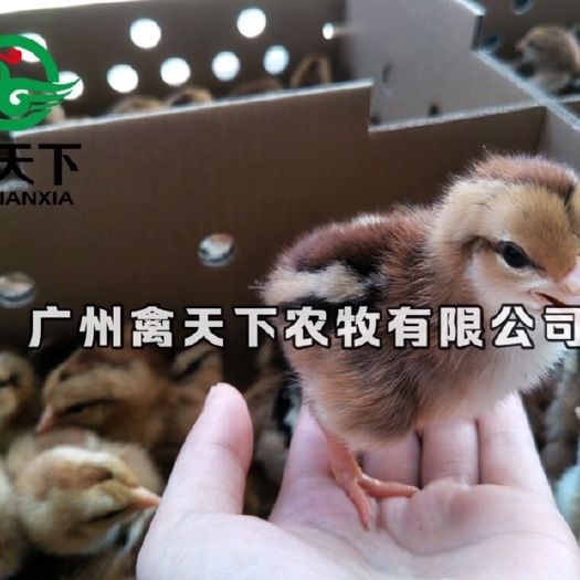 广州 清远麻鸡苗 禽天下农牧 麻羽土鸡母苗2号 包做疫苗包路损全