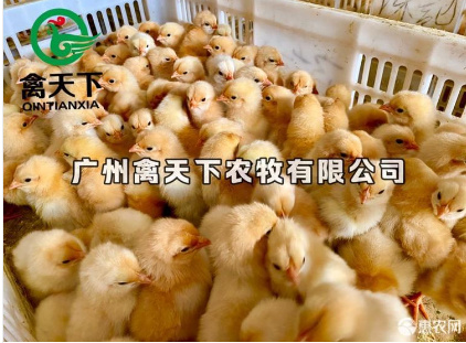 广州 三黄鸡苗 禽天下三黄土鸡2号公鸡苗 包疫苗包路损全国发货