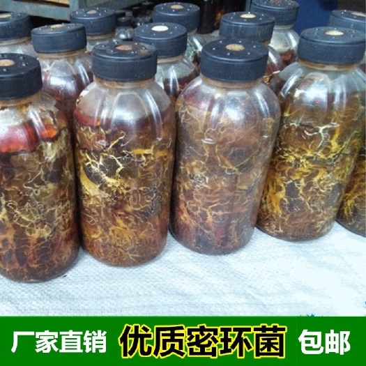 天麻蜜环菌种 猪苓天麻菌种水剂枝条密环菌培养菌材种植天麻猪苓