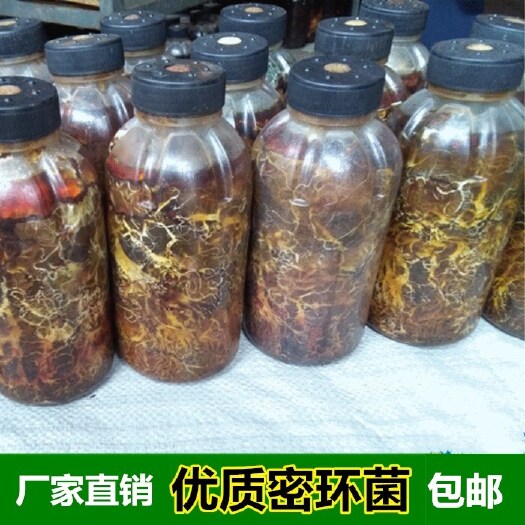 宁强县天麻蜜环菌种 猪苓天麻菌种水剂枝条密环菌培养菌材种植天麻猪苓
