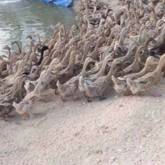 南宁 蛋鸭苗