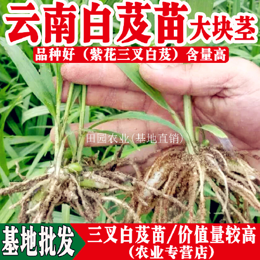 昆明 云南白芨苗大块茎/白芨种子/云南基地直销