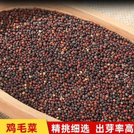 临沂鸡毛菜种子  上海青种子 芽苗菜种子