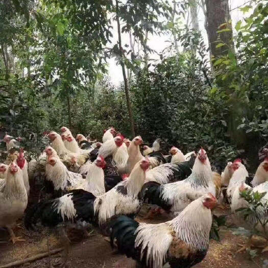 南宁芦花鸡苗 公司头等大种苗，质量保证，包邮包打疫苗，承担路损