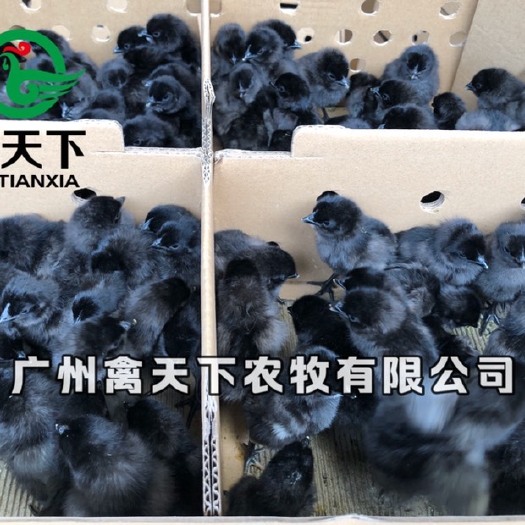 广州 禽天下农牧 五黑绿壳蛋母鸡苗 包做疫苗 包路损全国发货